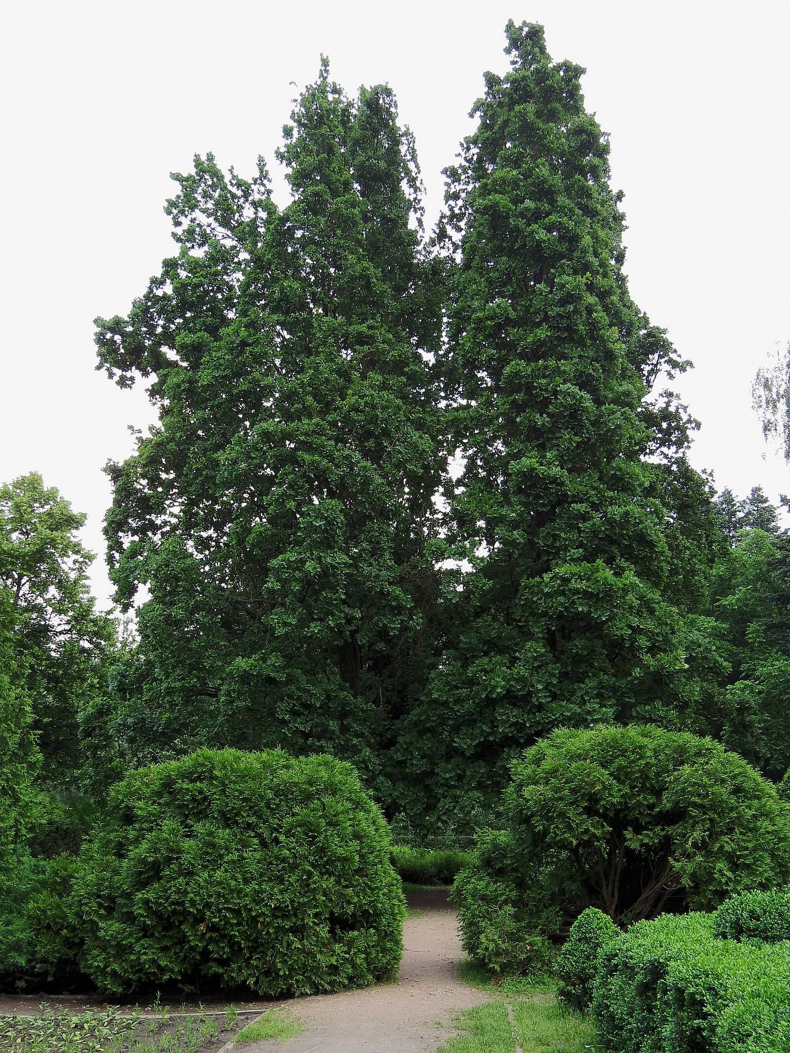 dark-green leaves on brown branches and trunk