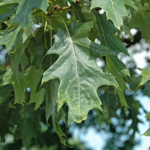 green leaves with yellow veins and brown branches
