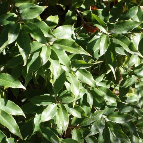 Green leaves with yellow petiole and midrib, light-brown stems.