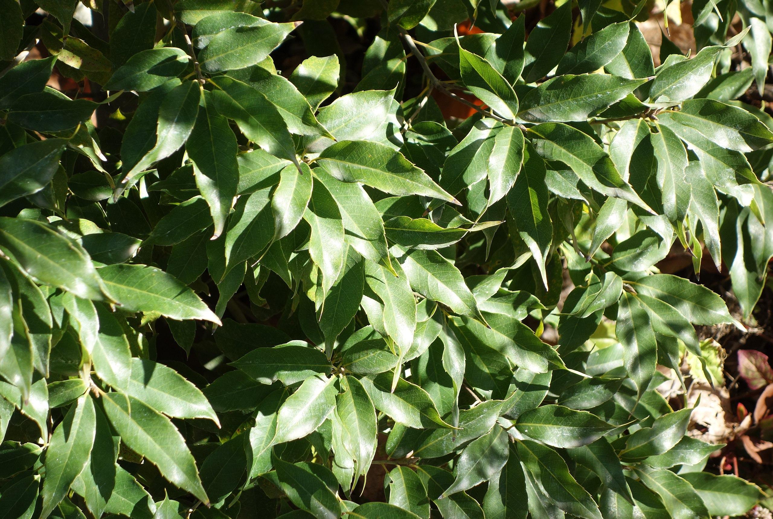 Green leaves with yellow petiole and midrib, light-brown stems.