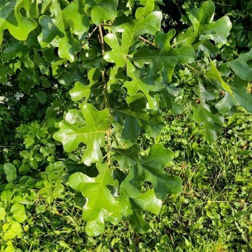 lime-green leaves with yellow veins and light-brown stems