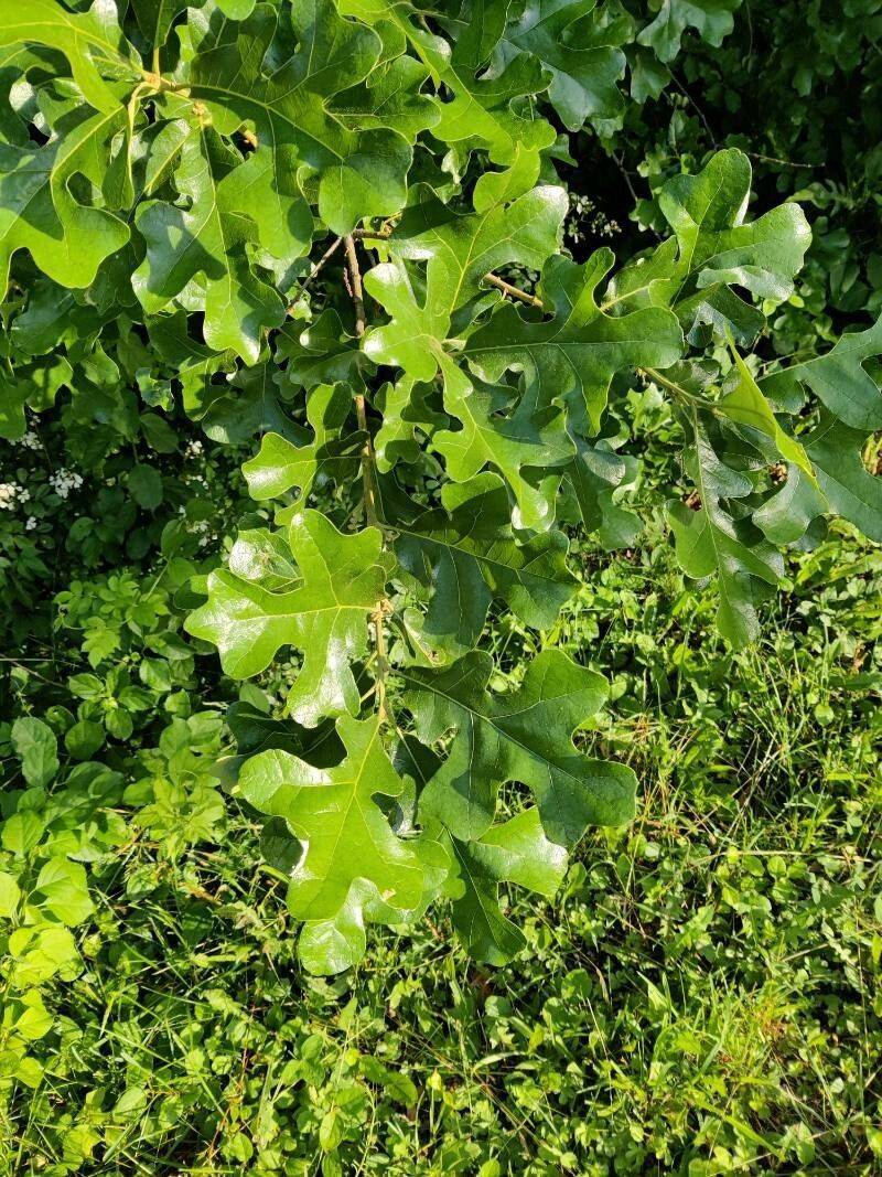 lime-green leaves with yellow veins and light-brown stems