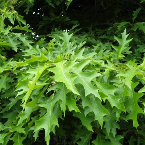 lime-green foliage with yellow veins and light-brown stems