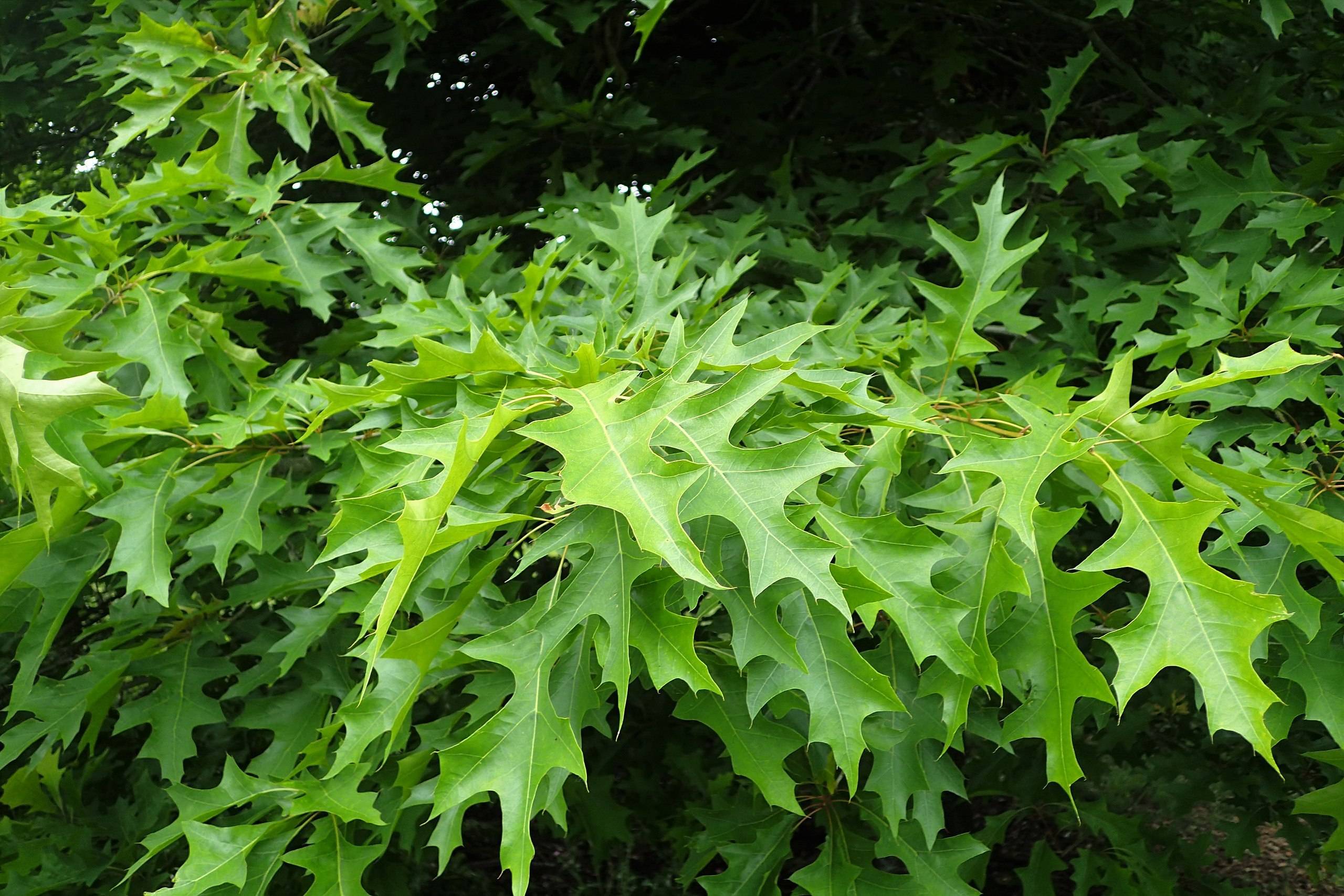 lime-green foliage with yellow veins and light-brown stems
