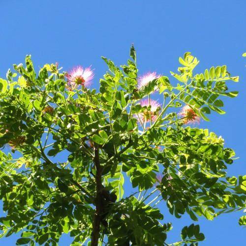 Tall deciduous tree part with pink-white flowers, green leaves, and green-brown pods on brown branch. 