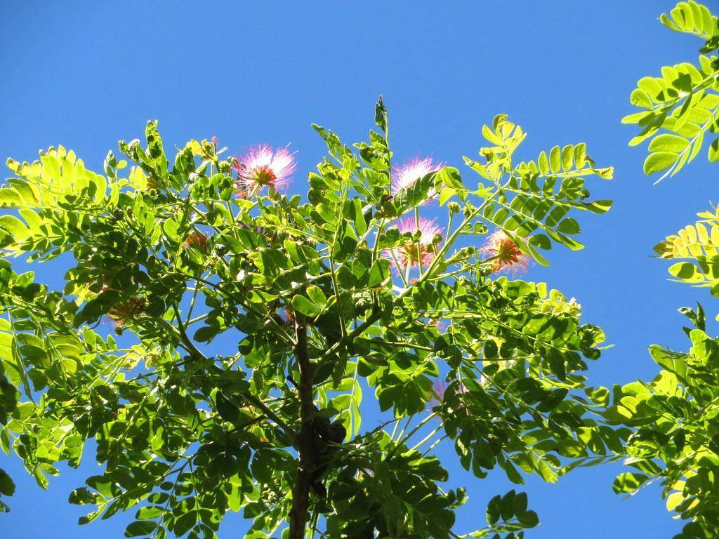 Tall deciduous tree part with pink-white flowers, green leaves, and green-brown pods on brown branch. 