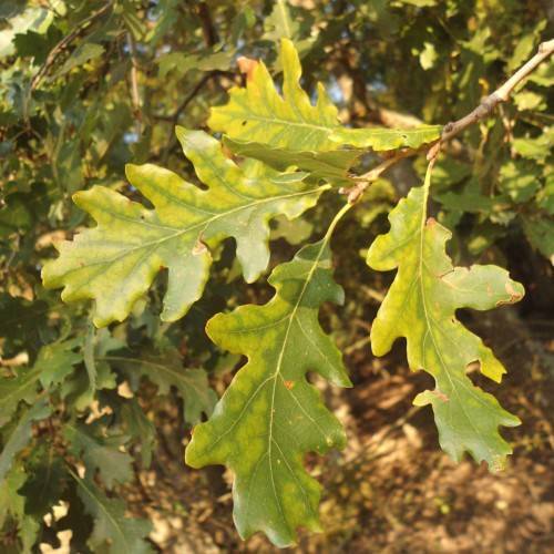 yellow-green leaves with yellow veins and light-brown branches
