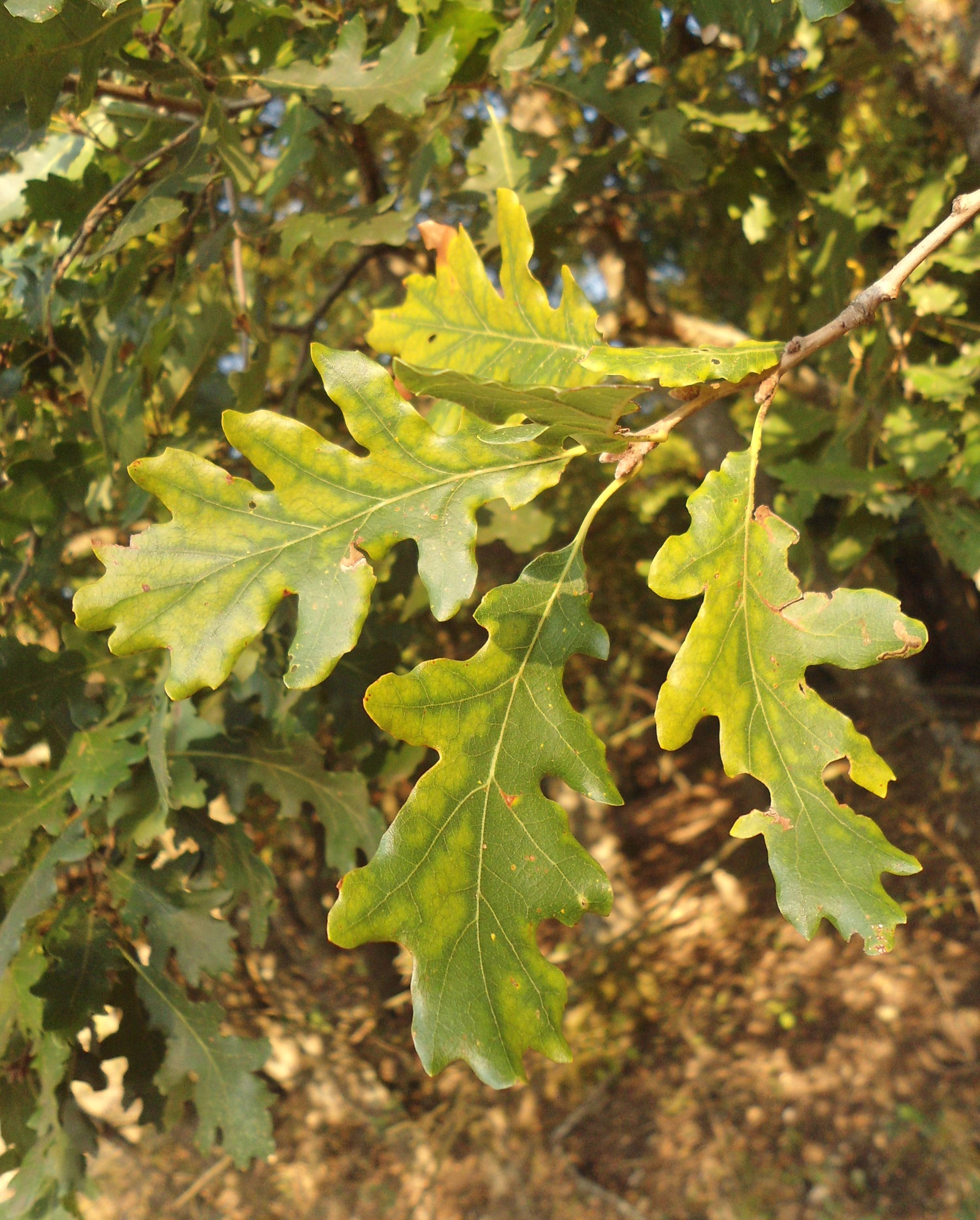 yellow-green leaves with yellow veins and light-brown branches