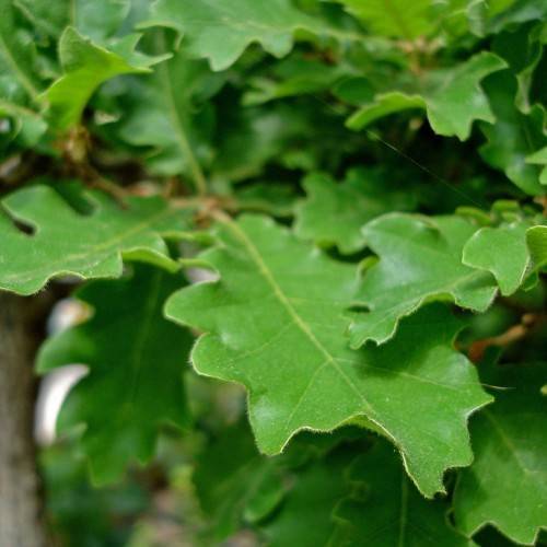 green foliage with brown stems