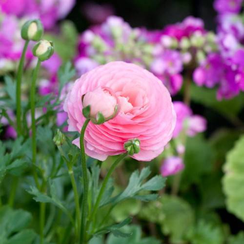 light-pink flowers with green leaves, pink-green buds and green stems