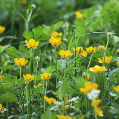 yellow flowers with green leaves and green stems