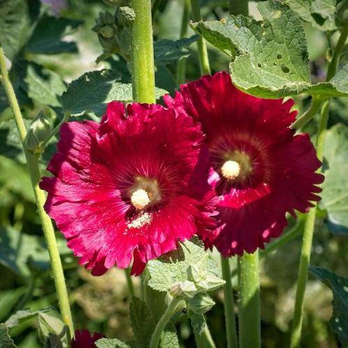 Beautiful plant with showy red-pink flowers and green leaves with green stems.
