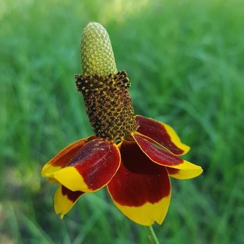 lime-brown cone and yellow-red petals with green stem