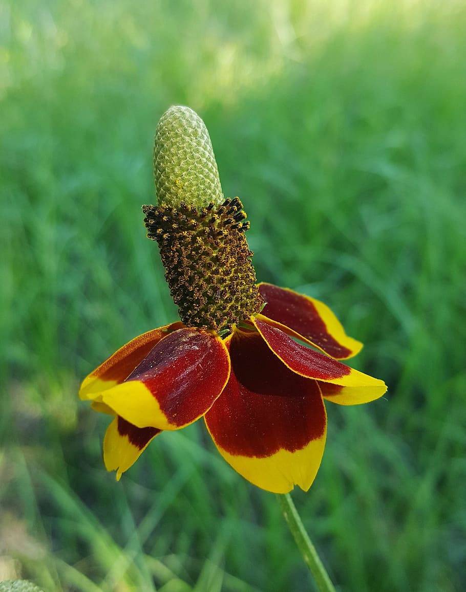 lime-brown cone and yellow-red petals with green stem
