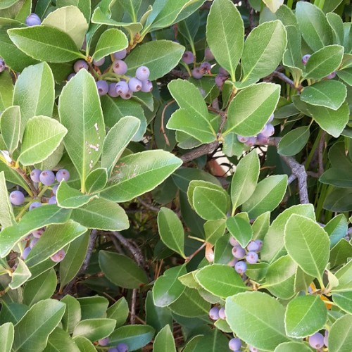 Lavender-purple fruits with green leaves, yellow midrib, veins and stipules, light-maroon branches.