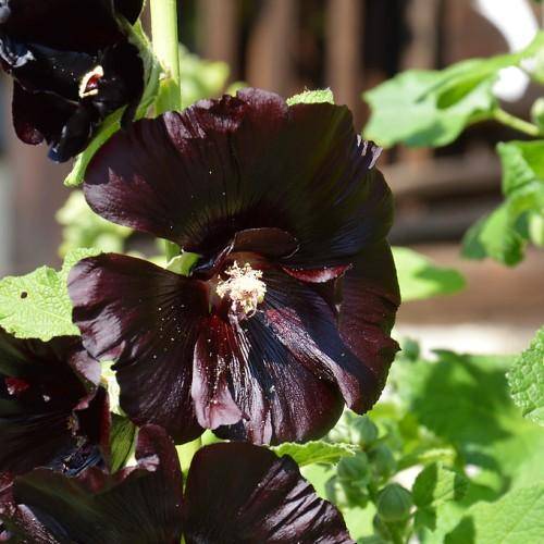 Tall spikes of single, dark-maroon flowers and green leaves with green stems.