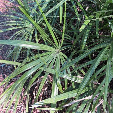 green foliage