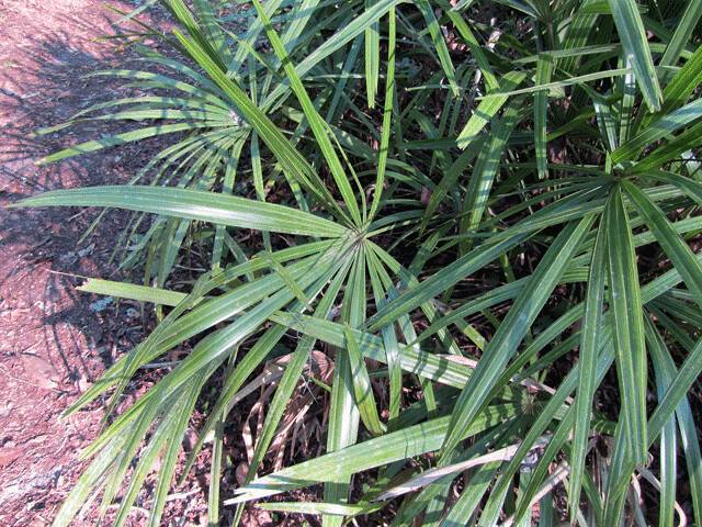 green foliage