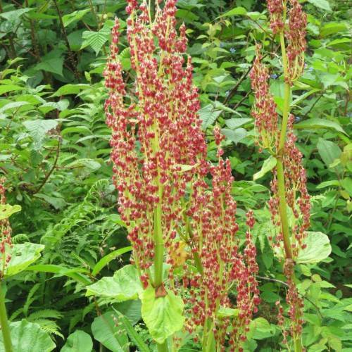 red flowers with lime stems and leaves