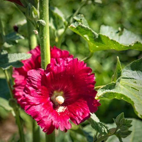 A classic biennial with single red flowers on tall green stems and green leaves.