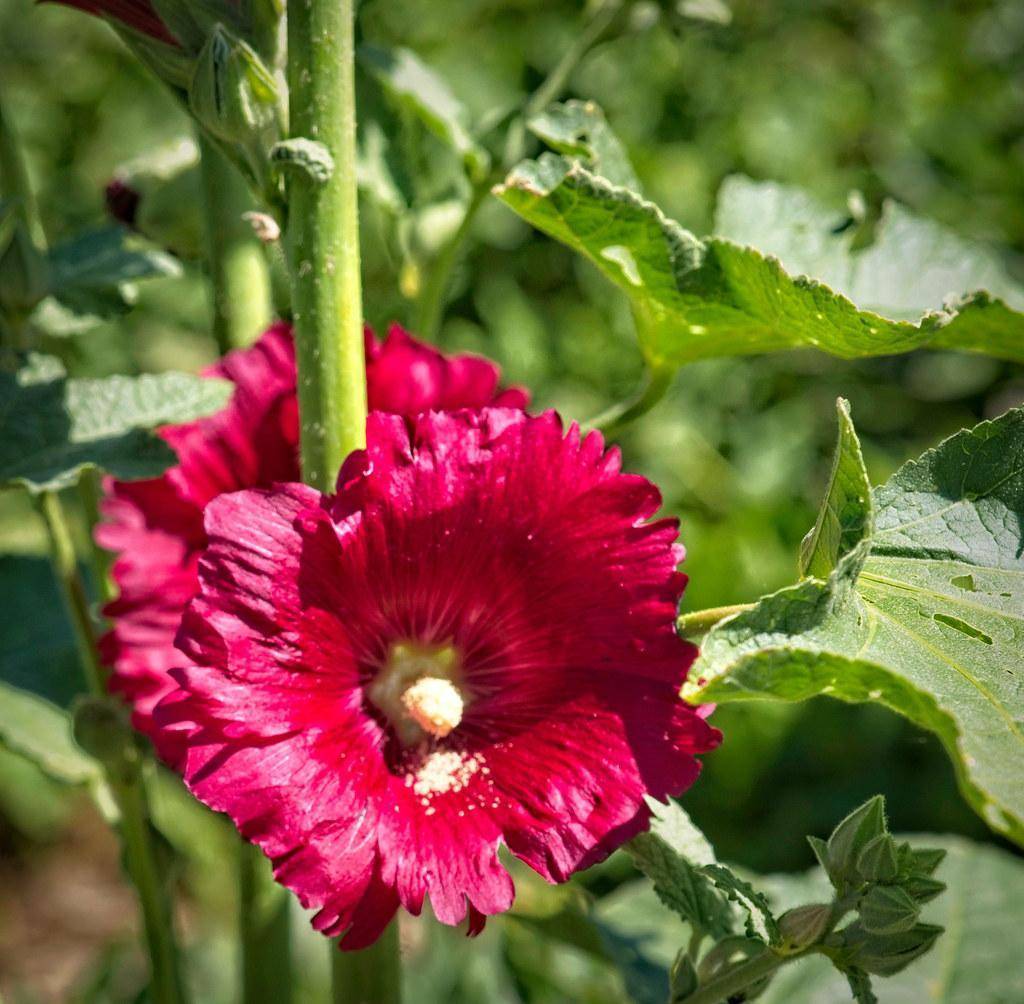 A classic biennial with single red flowers  on tall green stems and green leaves.