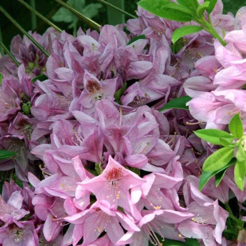pink-red flowers with peach filaments, yellow anthers and lime leaves