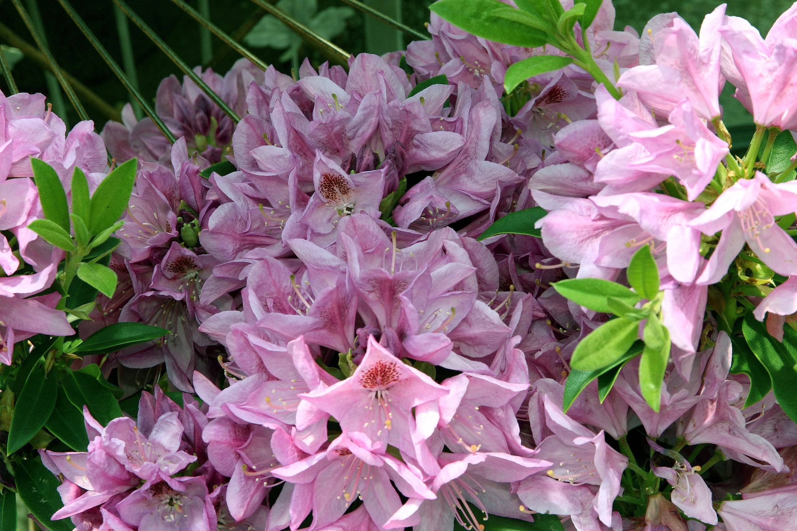 pink-red flowers with peach filaments, yellow anthers and lime leaves