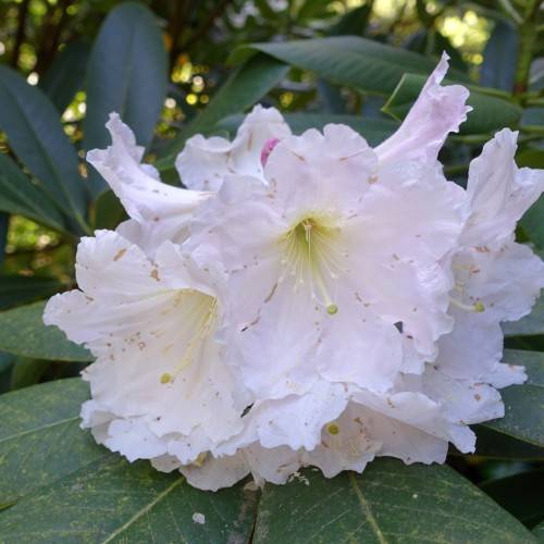 white flowers with white stamens, lime stigmas and green leaves