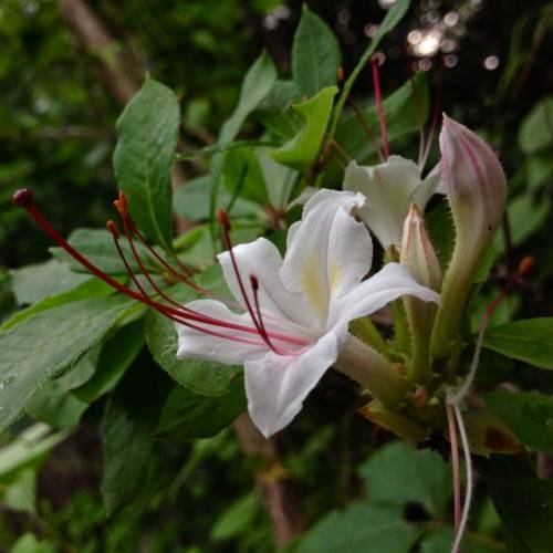white flowers with red stamens, pink-lime buds and green leaves