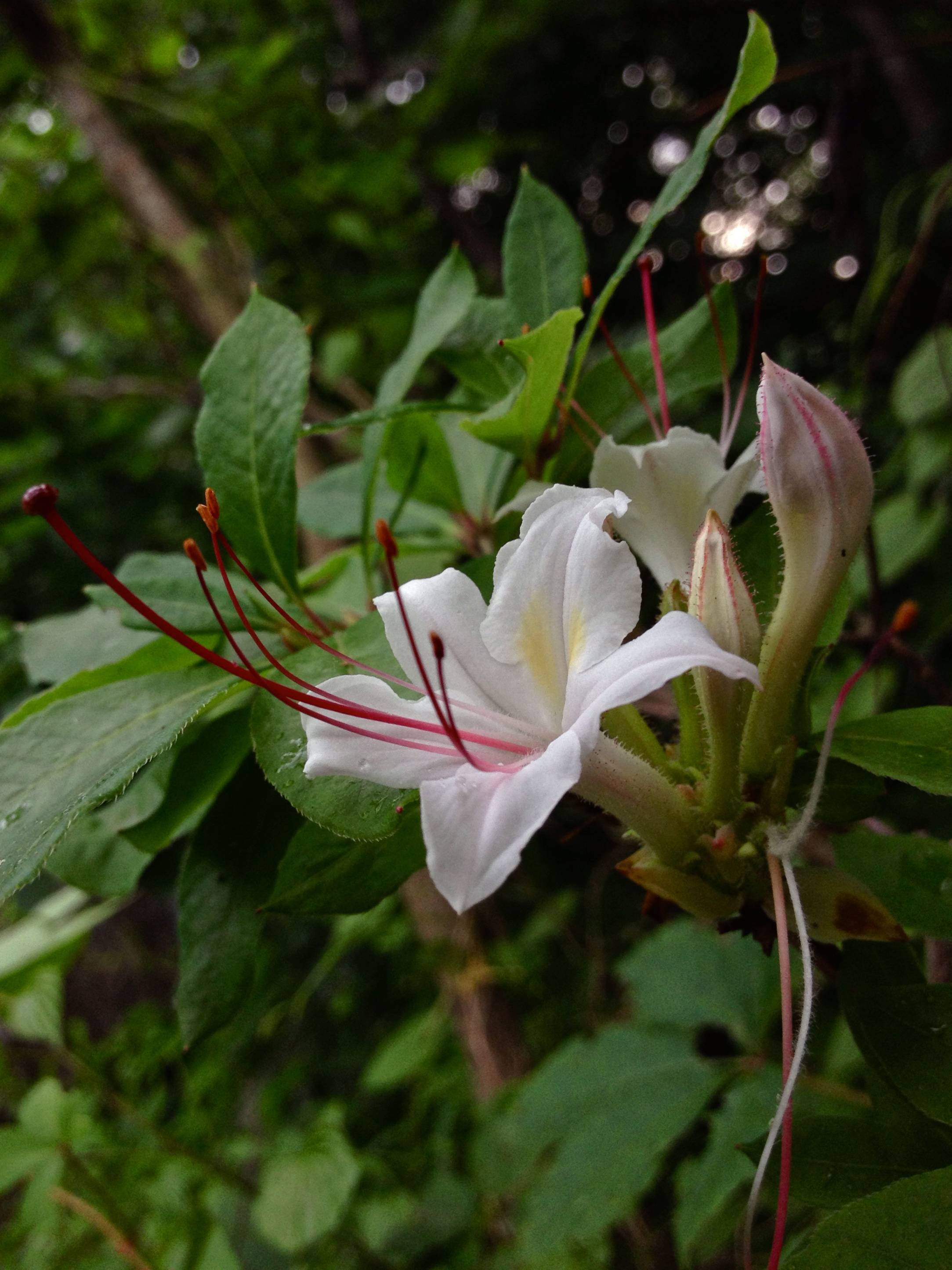 white flowers with red stamens, pink-lime buds and green leaves
