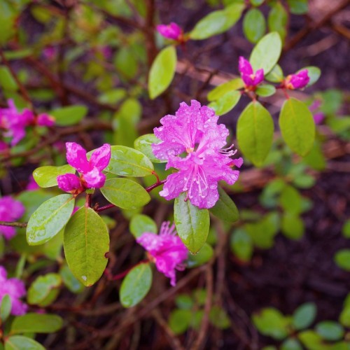 Magenta flower, stamen and buds, with lime-green leaves, lime midribs and veins, maroon-red stipules and stem.