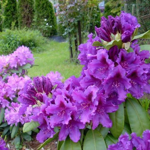 purple-pink flowers with purple-white stamens and green leaves