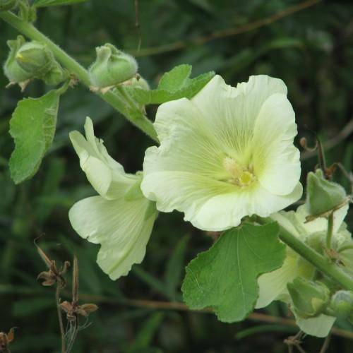 cream-yellow flowers on green stems with green leaves.