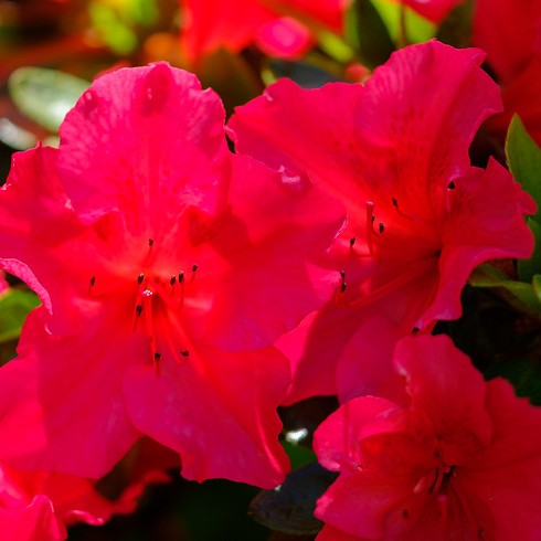 Red flower with filament and dark-red anther, brown stems and green leaves.