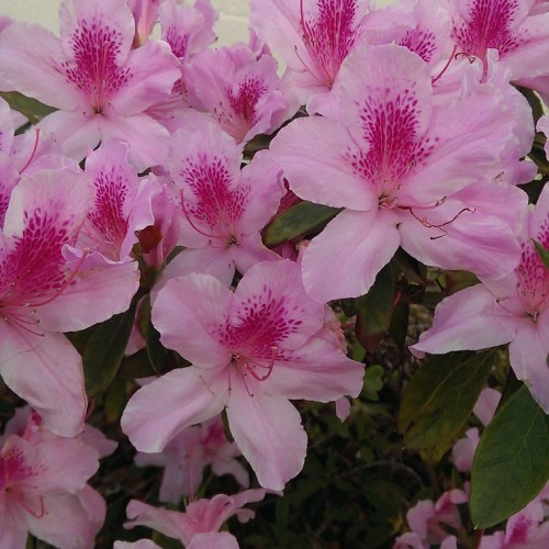 Pink-magenta flower with magenta filament and beige anthers, green leave and brown stem.
