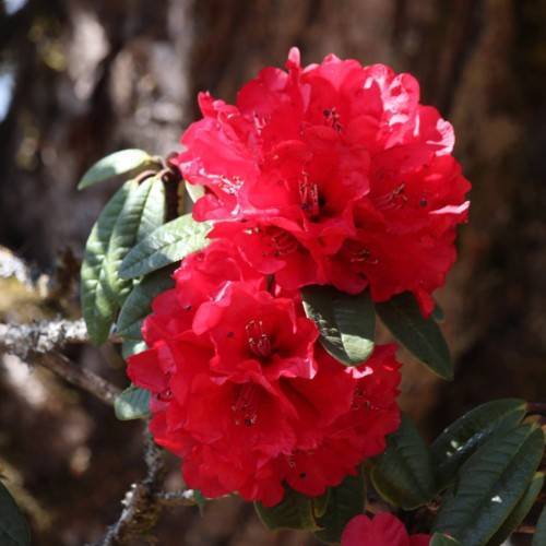 red flowers with green leaves and brown branches