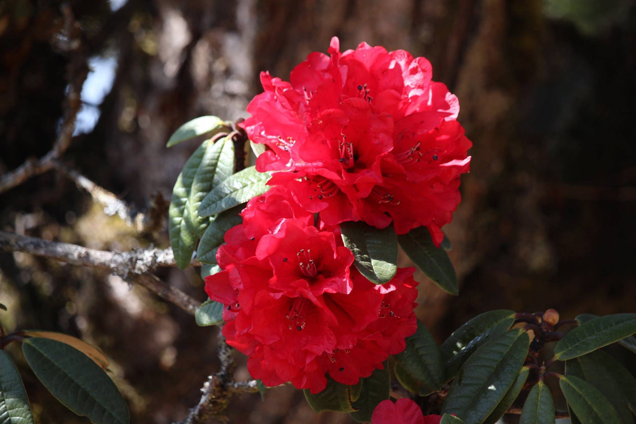 red flowers with green leaves and brown branches