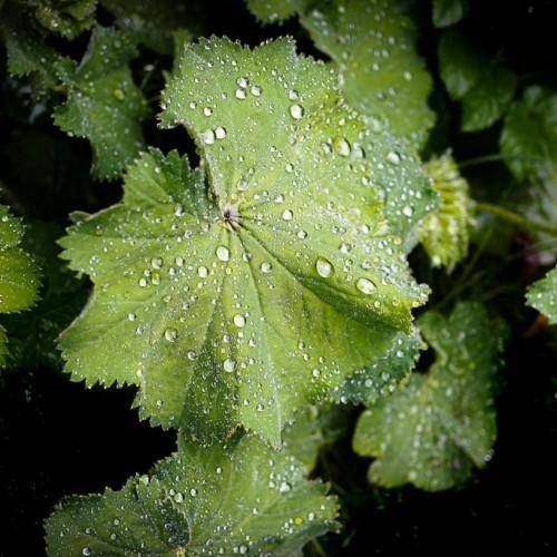Velvety, yellow-green leaves on tall green stems.