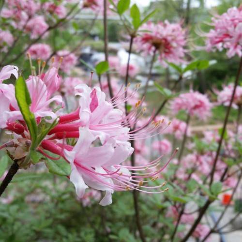 pink-red flowers with pink filaments, yellow anthers, green leaves and brown stems