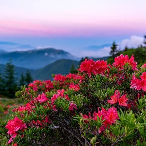 red-pink flowers with green leaves and brown stems