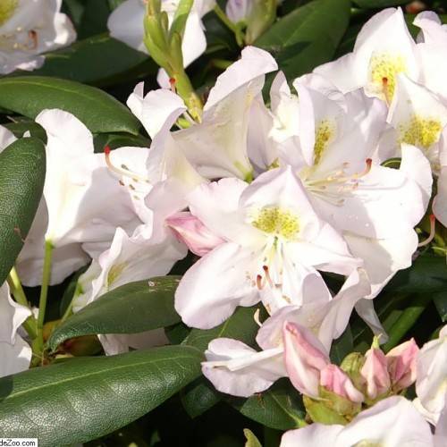 white-yellow flowers with red stigmas, white stamens, lime stems and green leaves