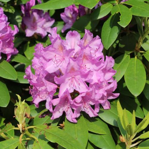 pink-purple flowers with pink stamens, and lime leaves