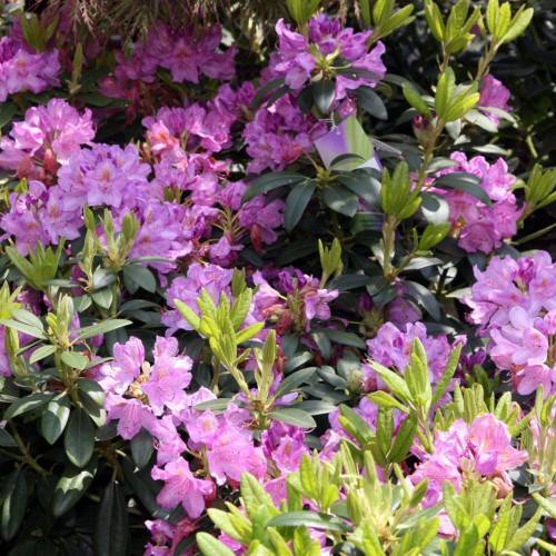 pink-purple flowers with pink stamens, lime-green leaves and stems