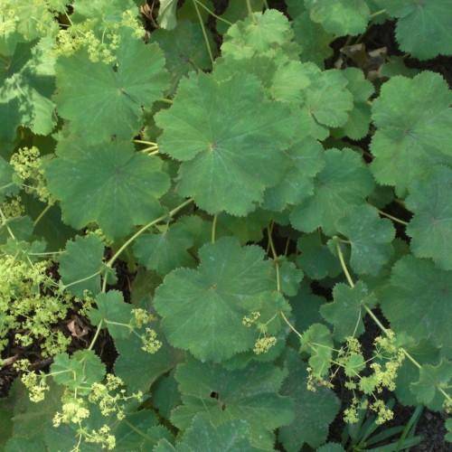 Velvety green leaves and tiny, green-yellow flowers on tall green stems.