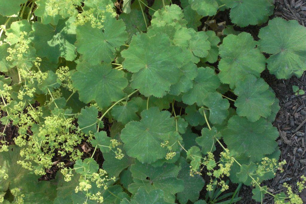 Velvety green leaves and tiny, green-yellow flowers on tall green stems.