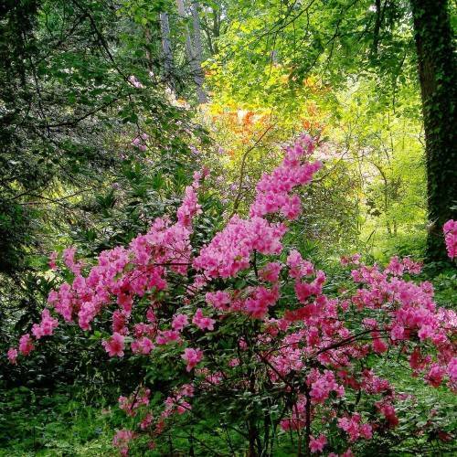 pink flowers with green leaves and dark-brown stems