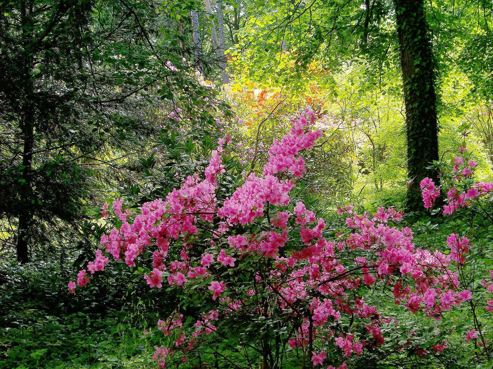 pink flowers with green leaves and dark-brown stems