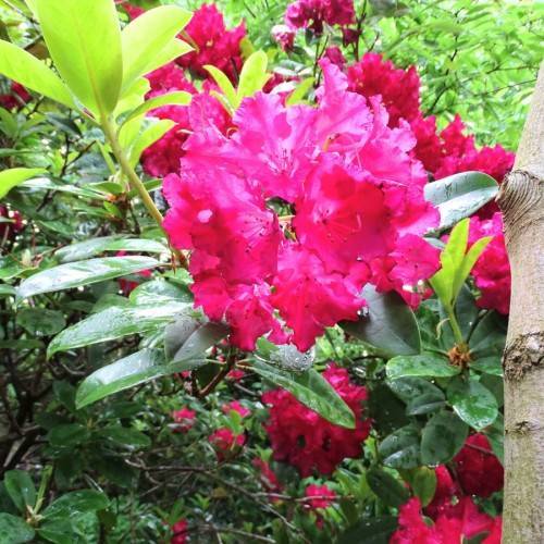 red-pink flowers with lime-green leaves and light-green stems