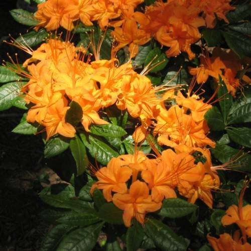 orange flowers with orange stamens and green leaves