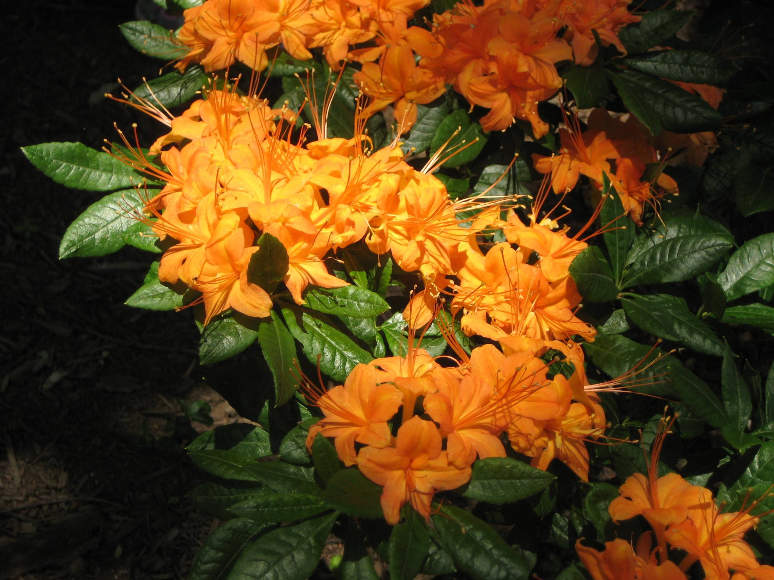 orange flowers with orange stamens and green leaves